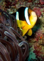 Northern indian anemonefish